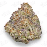 Gelato King Strain (Mid-Premium)