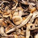 Makilla Gorilla Magic Mushrooms