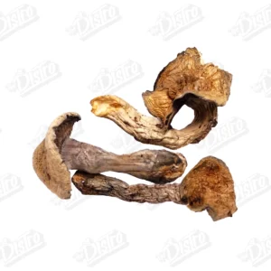 Makilla Gorilla Magic Mushrooms