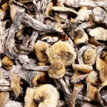 Mazatapec Magic Mushrooms