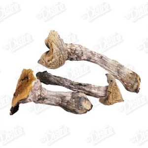 Mazatapec Magic Mushrooms