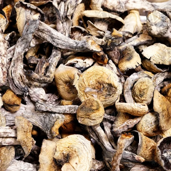 Mazatapec Magic Mushrooms