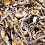 Penis Envy Magic Mushrooms