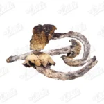 Penis Envy Magic Mushrooms