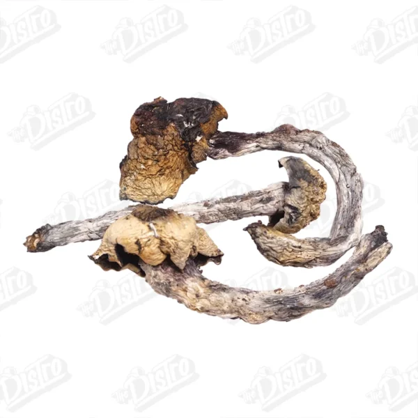 Penis Envy Magic Mushrooms