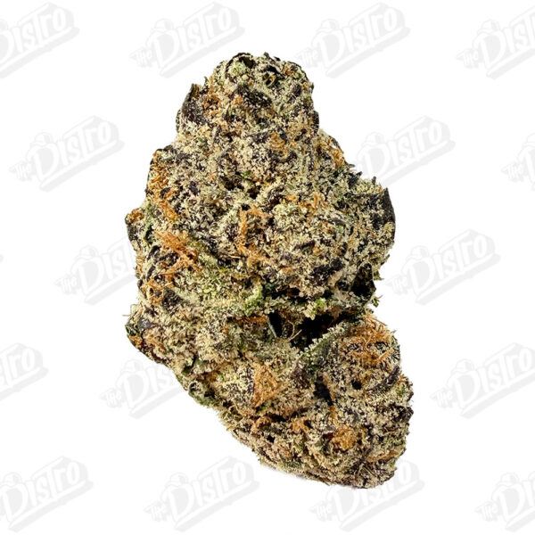 Dolce Gelato (Zaza Exotic)