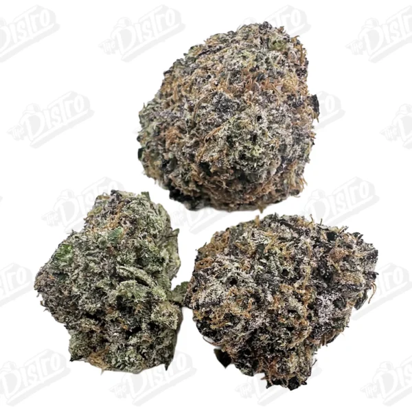 Gelatti (Zaza Exotic)