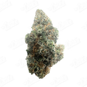 SLH X Gello (Zaza Exotic)