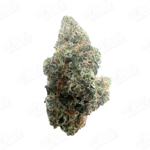 SLH X Gello (Zaza Exotic)