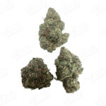 SLH X Gello (Zaza Exotic)