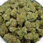 Lemon Popper 'Smalls' (Value)