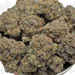 Pink Bubblegum (Zaza Exotic)