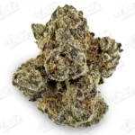 Gelato 41 (Zaza Exotic)