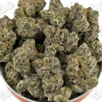 Gelato 41 (Zaza Exotic)