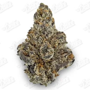 Purple Tangie (Zaza Exotic)