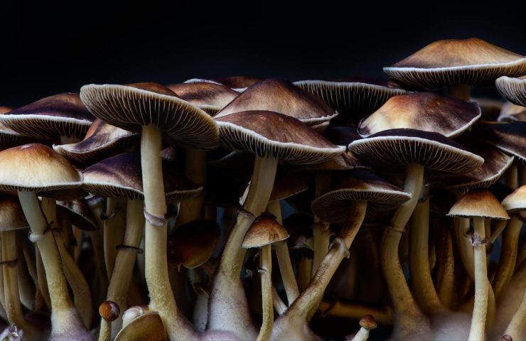 magic mushrooms growing naturally