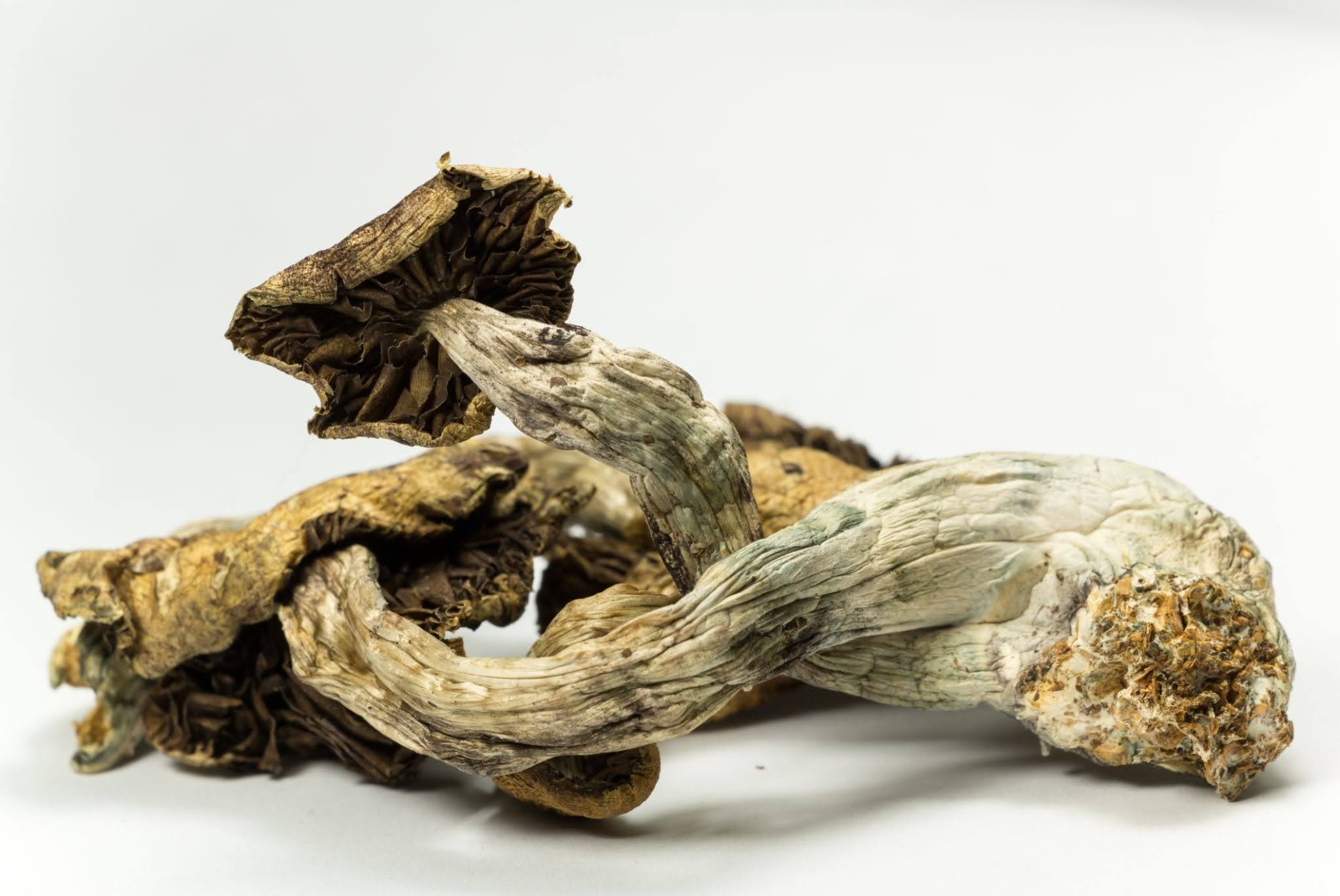Dried magic mushrooms