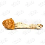 Penis Envy Magic Mushrooms
