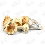 Thrasher Magic Mushrooms