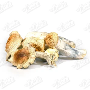 Thrasher Magic Mushrooms 2