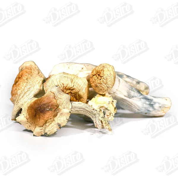 Thrasher Magic Mushrooms