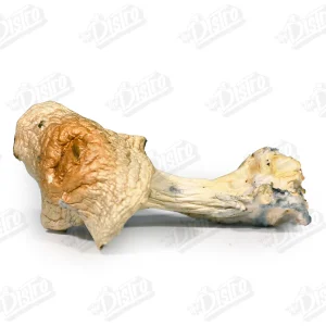 Thrasher Magic Mushrooms 1