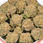 Tropicana Cookie (Mid-Premium)