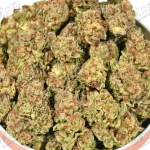 Motor Breath (Mid-Premium)
