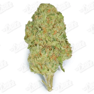 Candy Punch (Value)