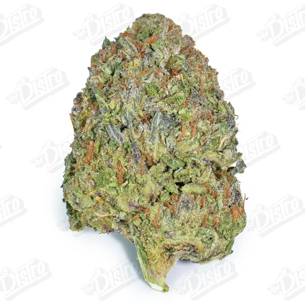 King Louis (Mid-Premium)